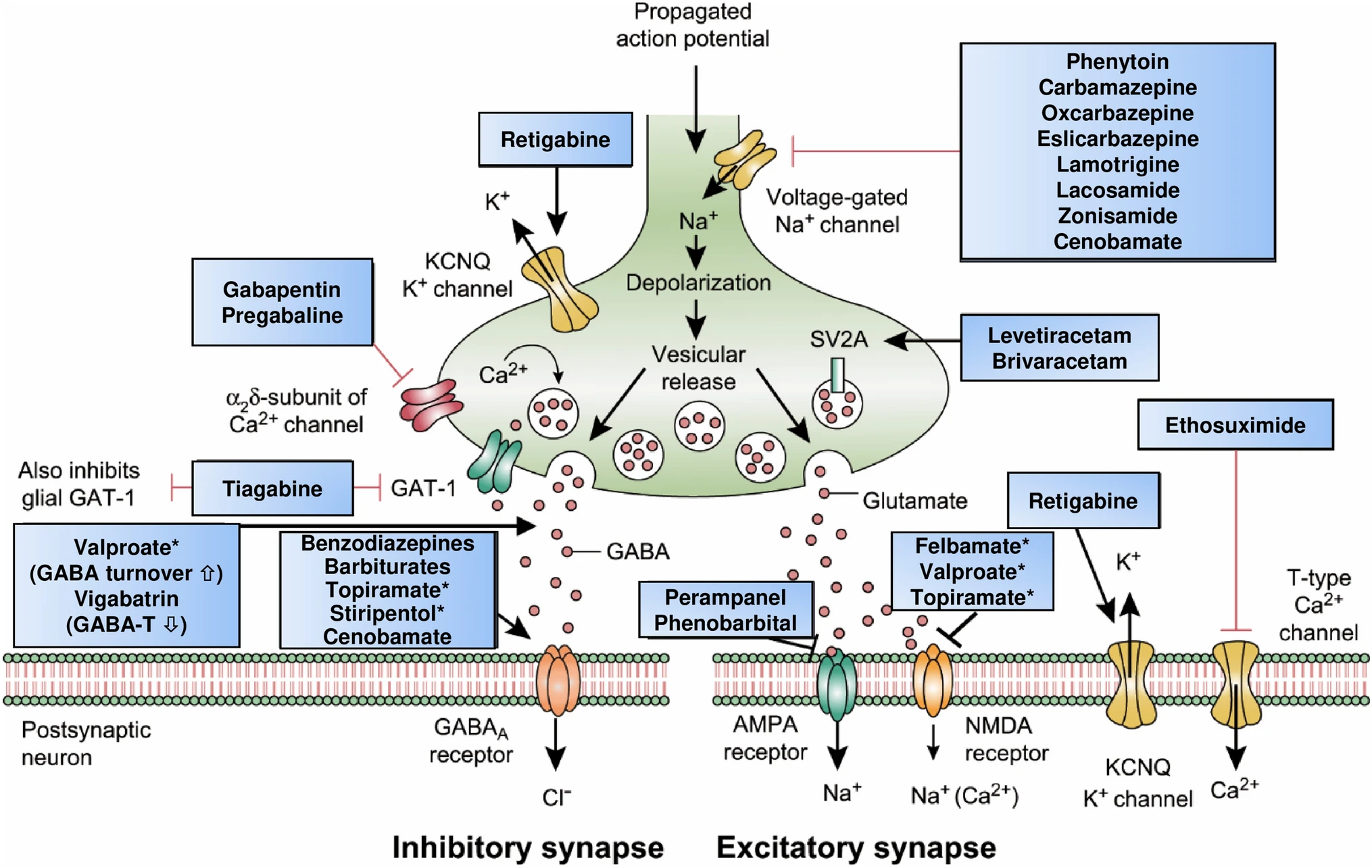 Anti-seizure medication mechanisms of action